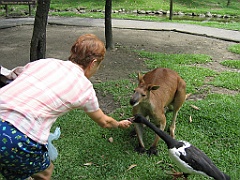 088 Port Douglas Wildlife Habitat